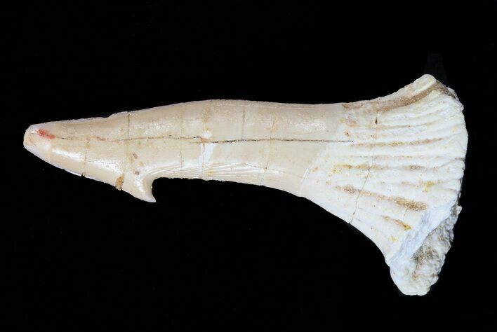 Cretaceous Giant Sawfish (Onchopristis) Rostral Barb #58327